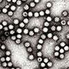 Image of Astrovirus
