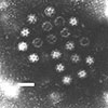 Image of Calicivirus